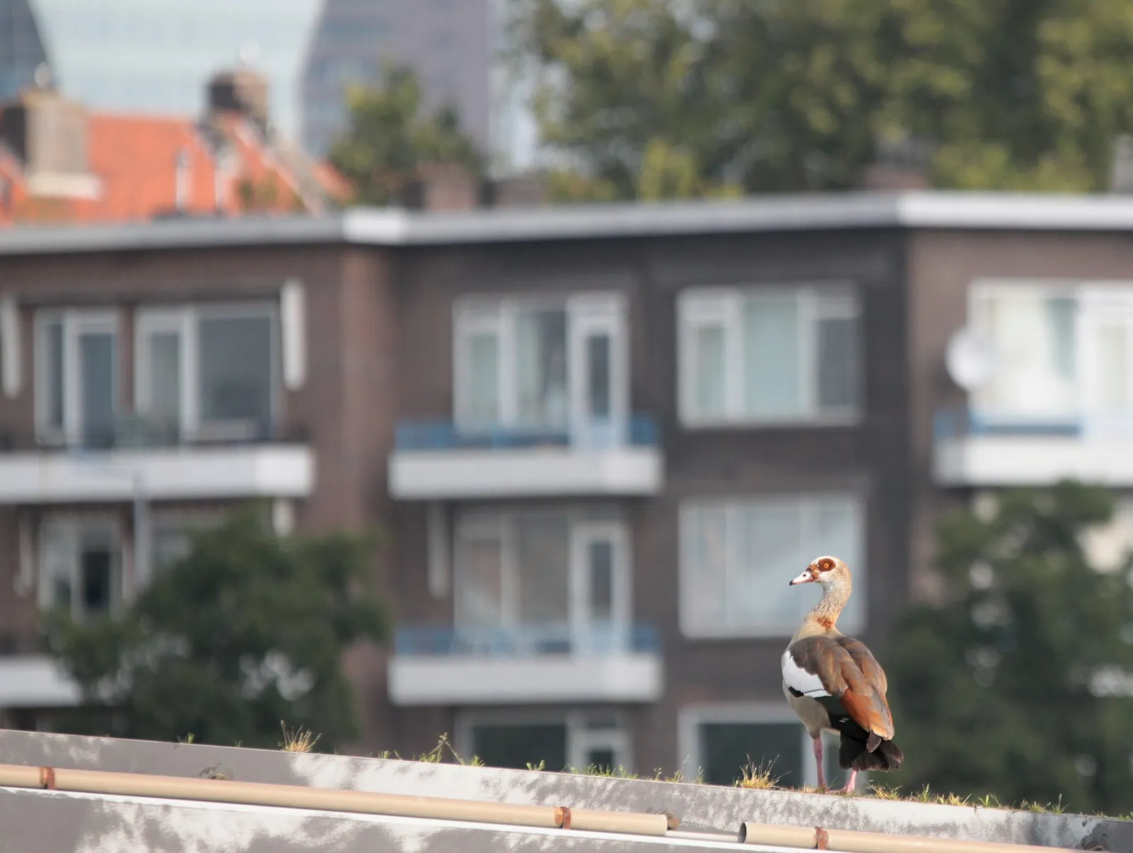 Energieadvies aan Huis Rotterdam: Kosten & Subsidie